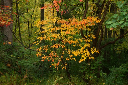 Sassafras 2, Scherman-Hoffman Sanctuary NJ Audubon Preserve, NJ Oct 14 (8234SA).jpg